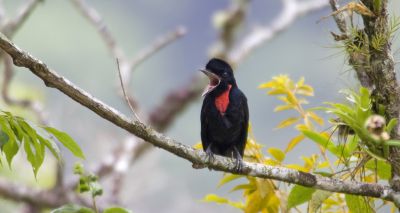 500 bird species threatened by extinction, survey finds